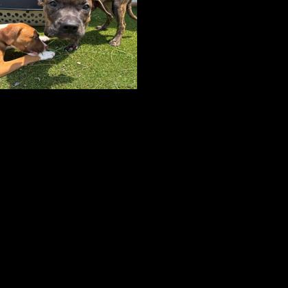Pet of the Week: Leo