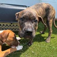 Pet of the Week: Leo