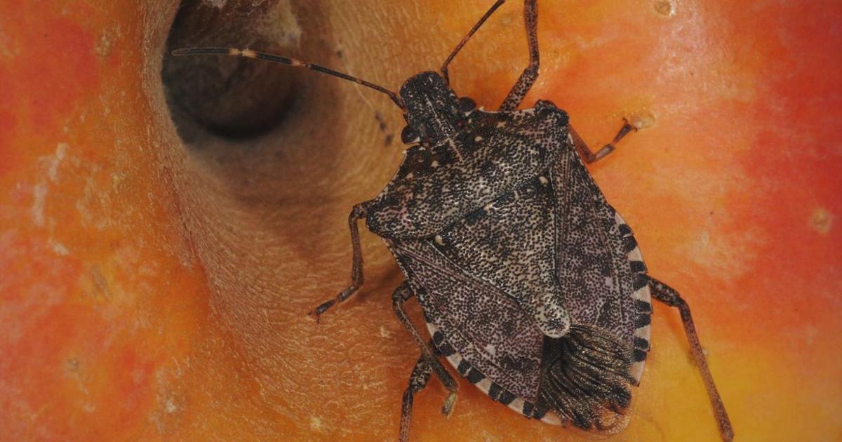 Bug Way Stink bug influx may be coming your way | News | paducahsun.com
