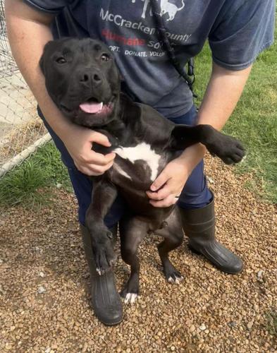 Pet of the Week