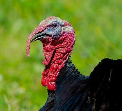 Graves County leads growing turkey harvest