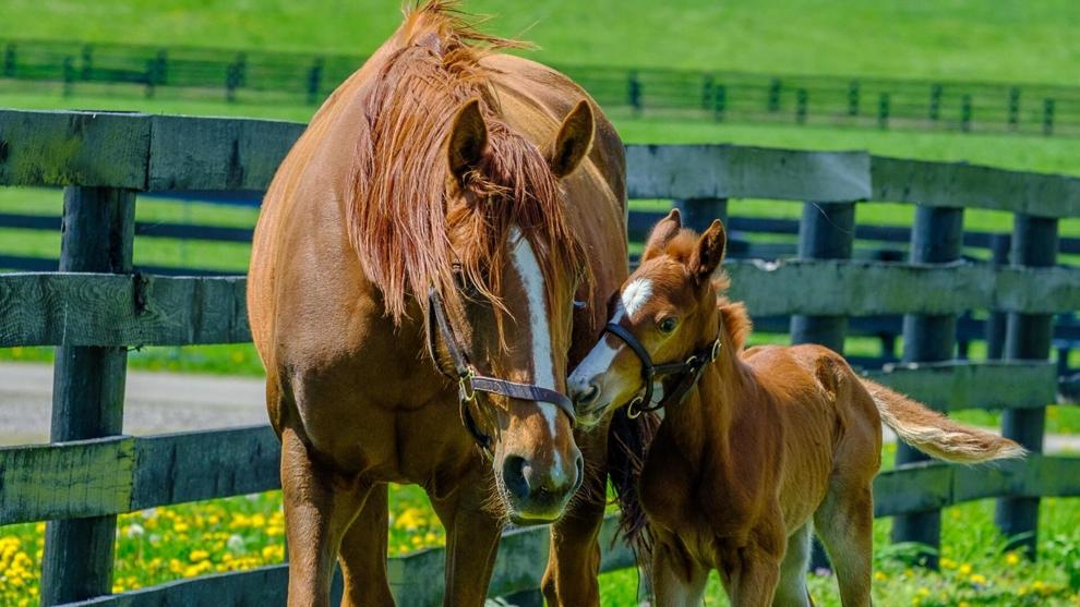 UK equine researchers secure more than $1.8 million USDA funding for horse health studies