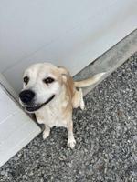 Pet of the Week: Bradford