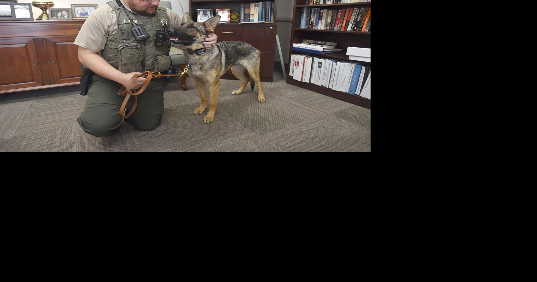 Daviess Co. sheriff’s office adds therapy dog | News | paducahsun.com