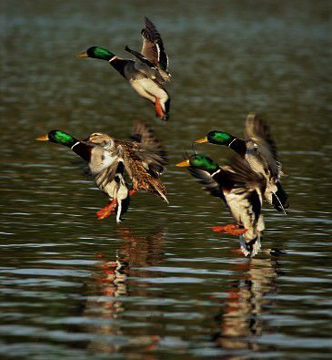 mallard duck hunting wallpaper