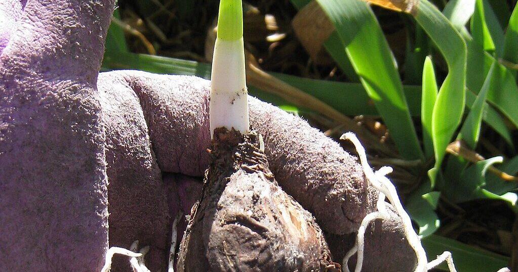 Invasive Spring Bulbs How and when to plant spring bulbs | Opinion | paducahsun.com
