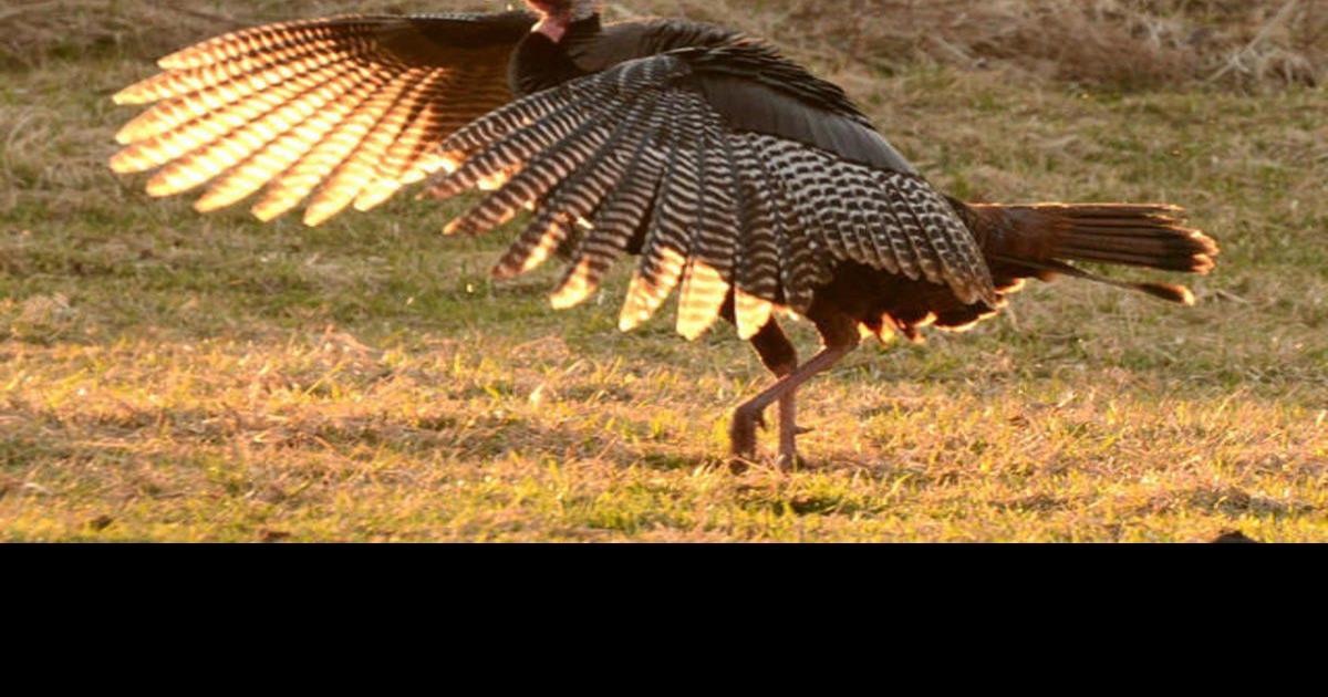 Apply for LBL quota turkey hunts starting Thursday Local Sports