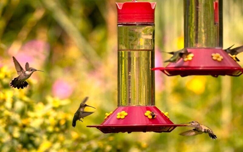 Hummer happenings: Migration, LBL festival