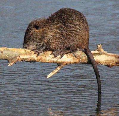 nutria kentucky muskrat paducahsun beaver reported mccracken caught second ever rodent