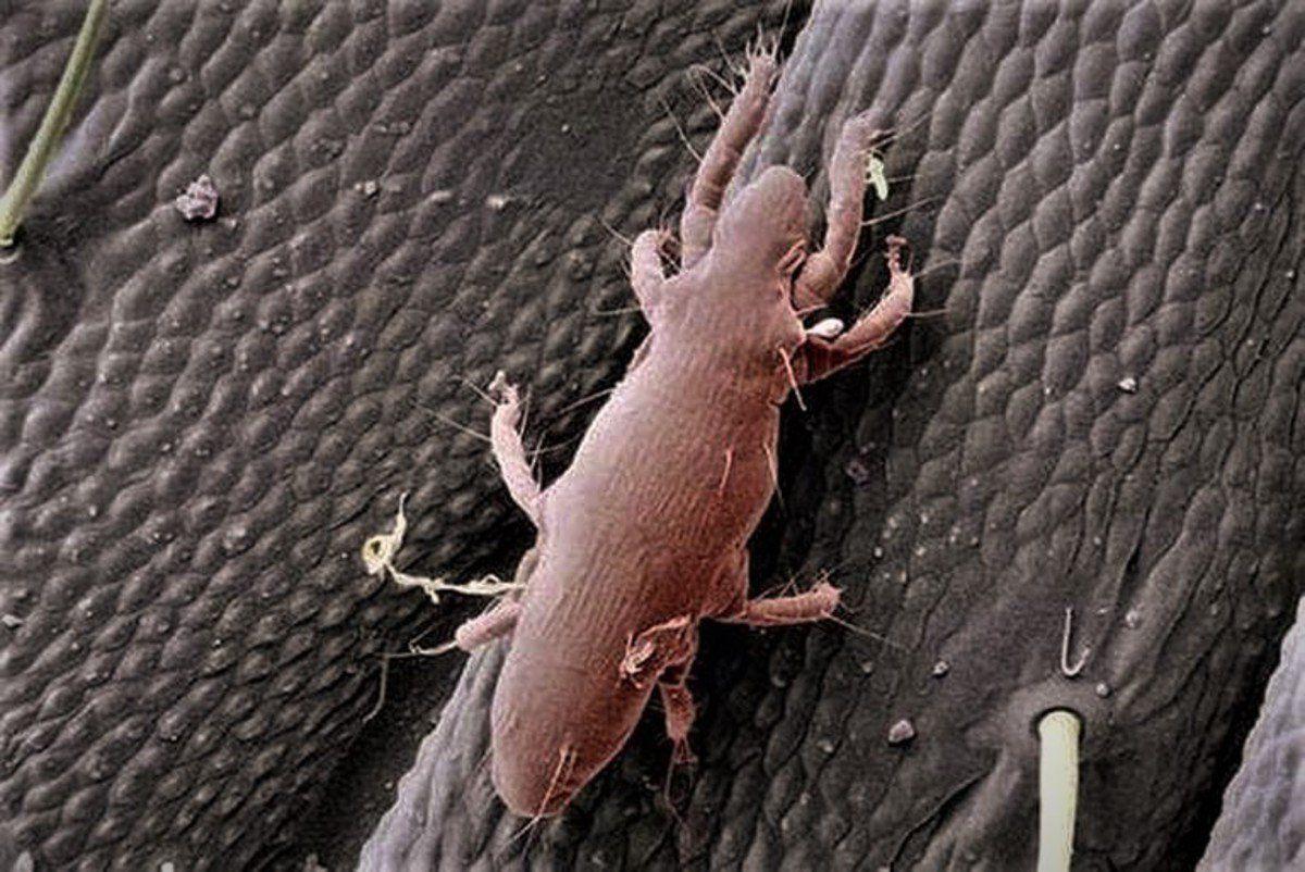 Like it or not, there are biting mites in the trees | Local Sports |  paducahsun.com