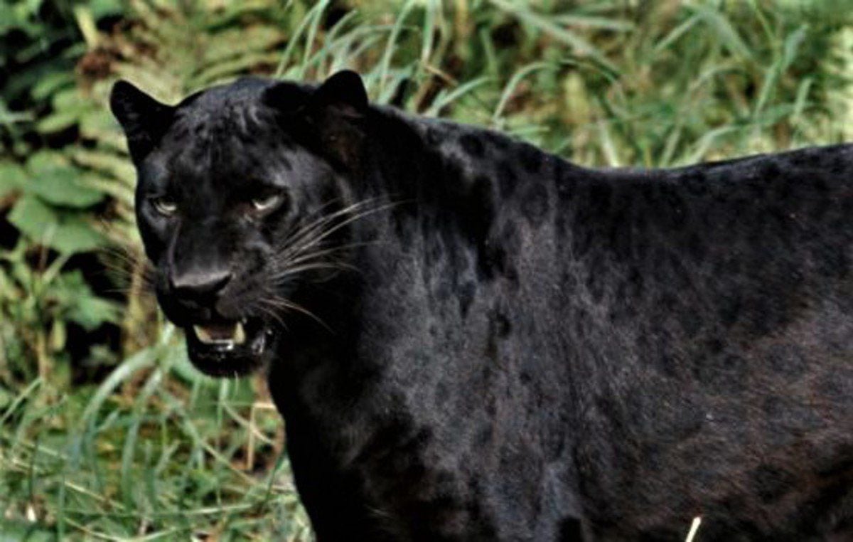 panther where does ti live