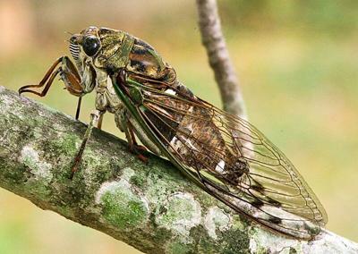 Scissor-grinder cicada.jpg