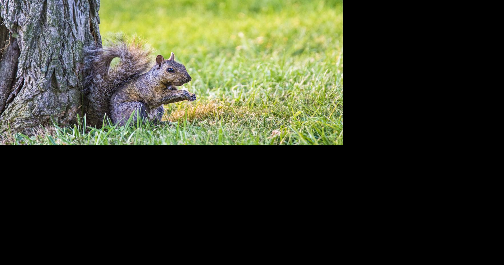 Experts share how to manage rodents, other animals around farms ...
