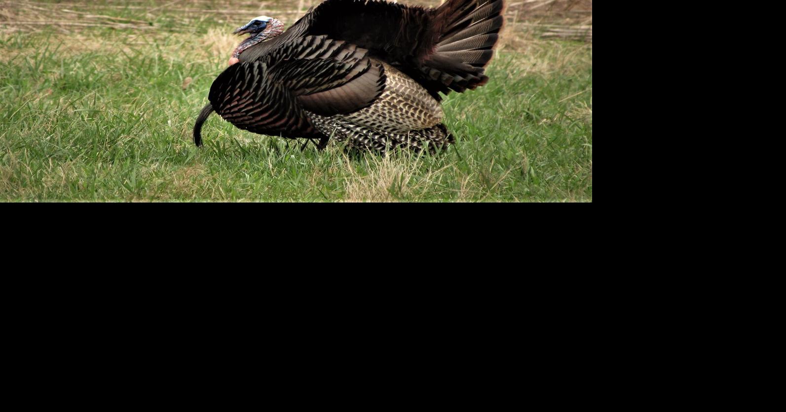 Fowl focus LBL turkeys, youth/military ducks News