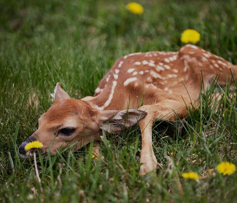 Deer fawning season in full bloom