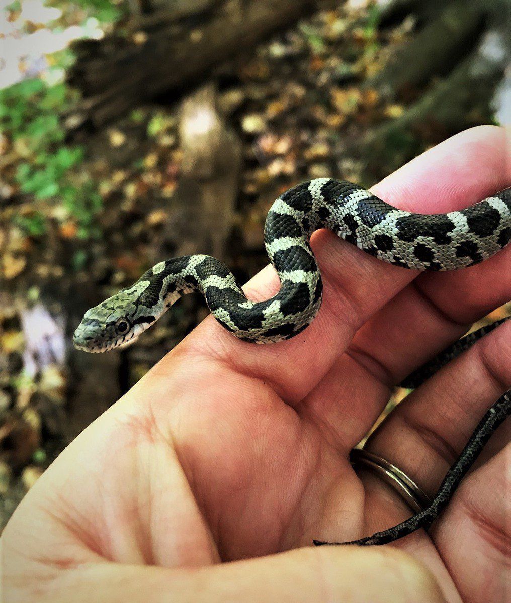 Gracious Sakes Baby Snakes Juveniles Showing Up Before Reptiles Dodge The Coming Cold Local Sports Paducahsun Com