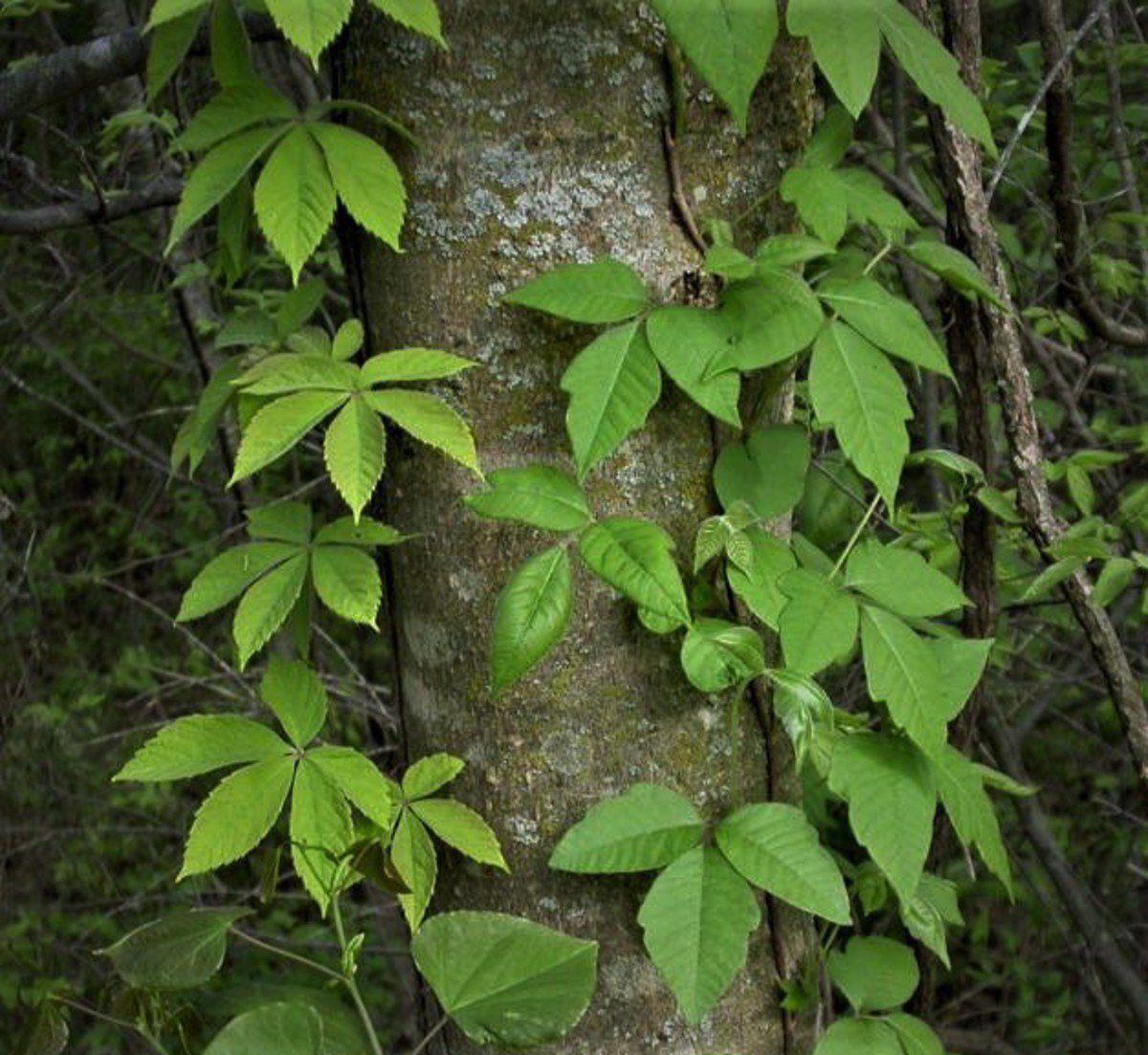 Virginia Creeper Vs Poison Ivy Theyre Vines With Similarities But 