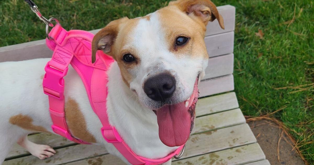 Pet of the Week: Ceely
