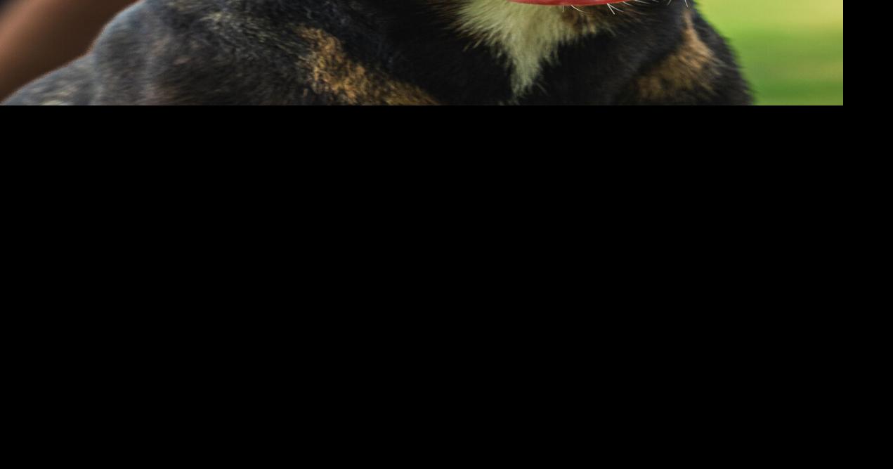 Pet of the Week: Freddie
