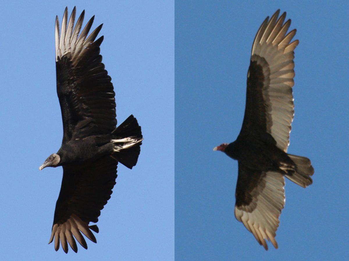 Tale of two buzzards Lunch for black, turkey vultures is sanitation service for habitat Local