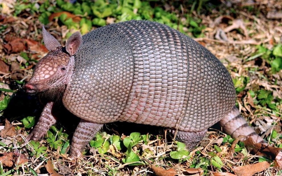 Hardshell Kentuckians: Armadillos increasingly common here in the 'north'