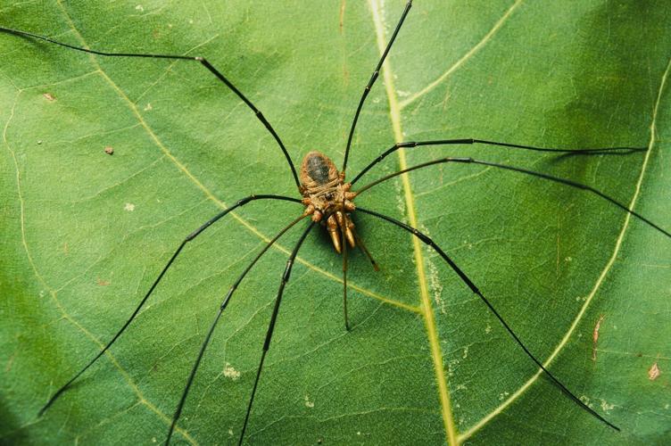 Daddy Longlegs are not spiders.