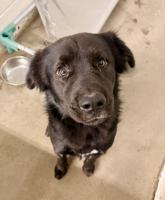 Pet of the Week: Gilbert