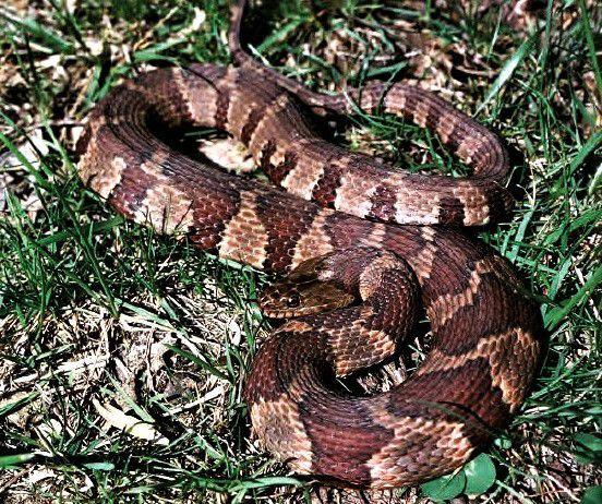Snake Mistakes Many Of Those Copperheads Are Northern Watersnakes Local Sports Paducahsun Com