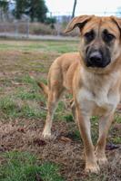 Pet of the Week: Ember