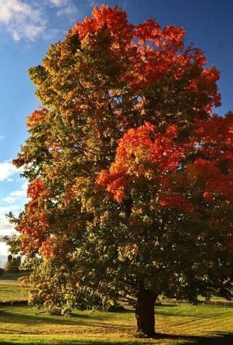 Peak of fall foliage colors later than typical