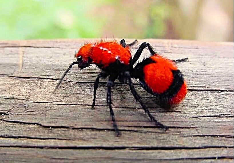 Wingless wasps: That fuzzy, brightly-colored ant really isn't one