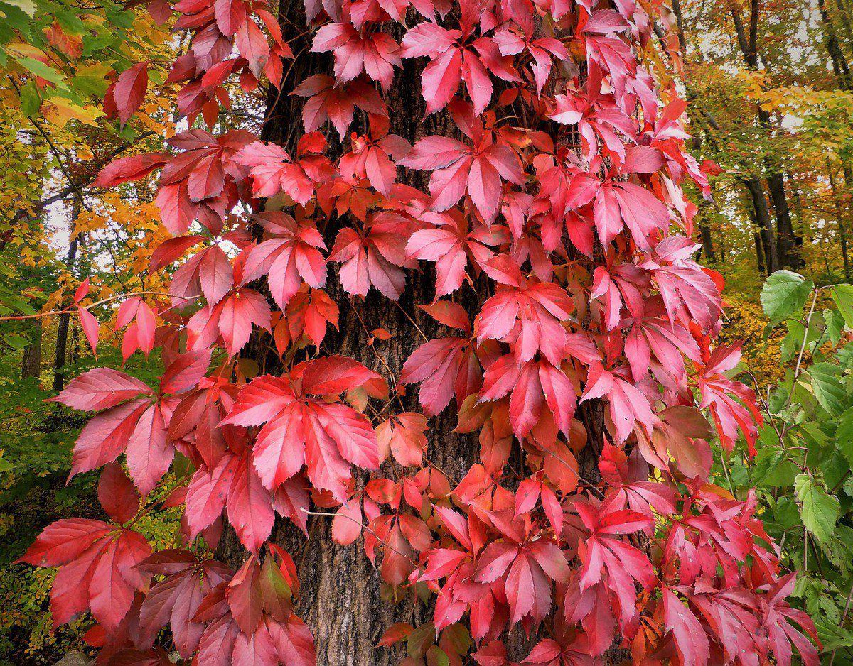 Virginia creeper vs. poison ivy They're vines with similarities, but