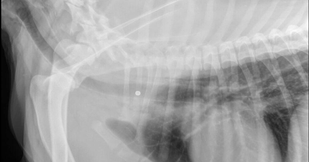 Man accused of shooting dog with pellet gun faces felony charge | News ...
