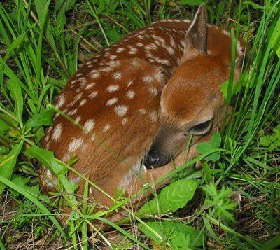 Re-populating: Fawning season sending deer numbers soaring | Local Sports |  paducahsun.com