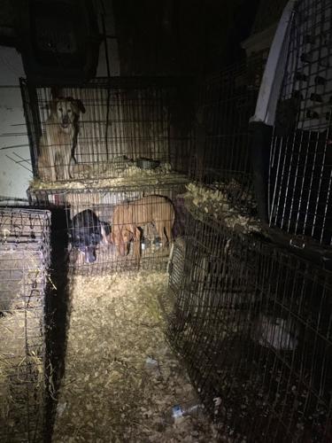 Authorities investigating abuse of more than 100 animals in McCracken  County | News 