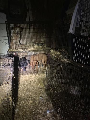 Authorities investigating abuse of more than 100 animals in McCracken County | News Authorities investigating abuse of more than 100 animals in McCracken County | News