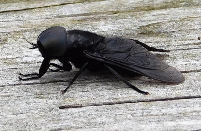 Horse fly follies Bloodletting by these persistent pests really smarts, Local Sports