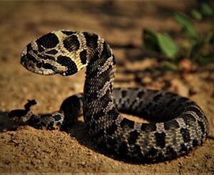 When a hognose snake menaces he #39 s actually just acting Local Sports