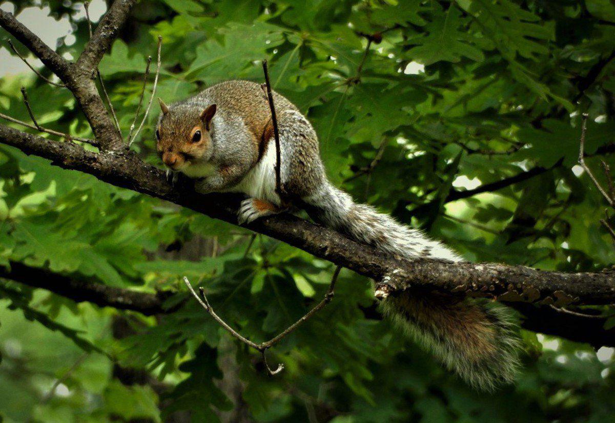 Next week, Kentucky's squirrel season starts march to fall Local