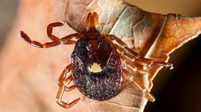 Female lone star.jpg