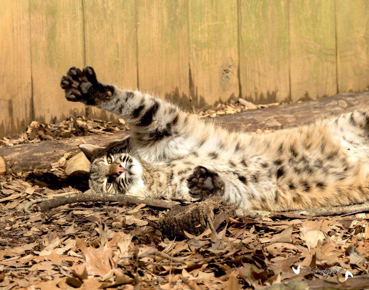 LBL seeks donations for new bobcat habitat | Local News | paducahsun.com