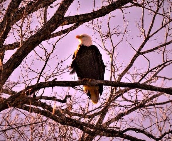 Eyeing eagles: Proliferation makes visual encounters far more common, Columnists