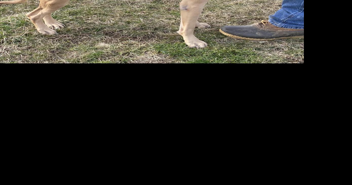 Pet of the Week News