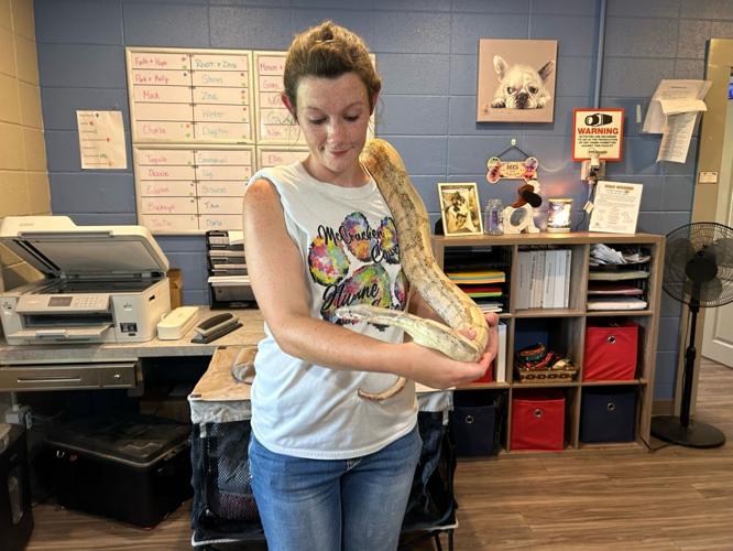 Animal control catches python found in Paducah | News | paducahsun.com