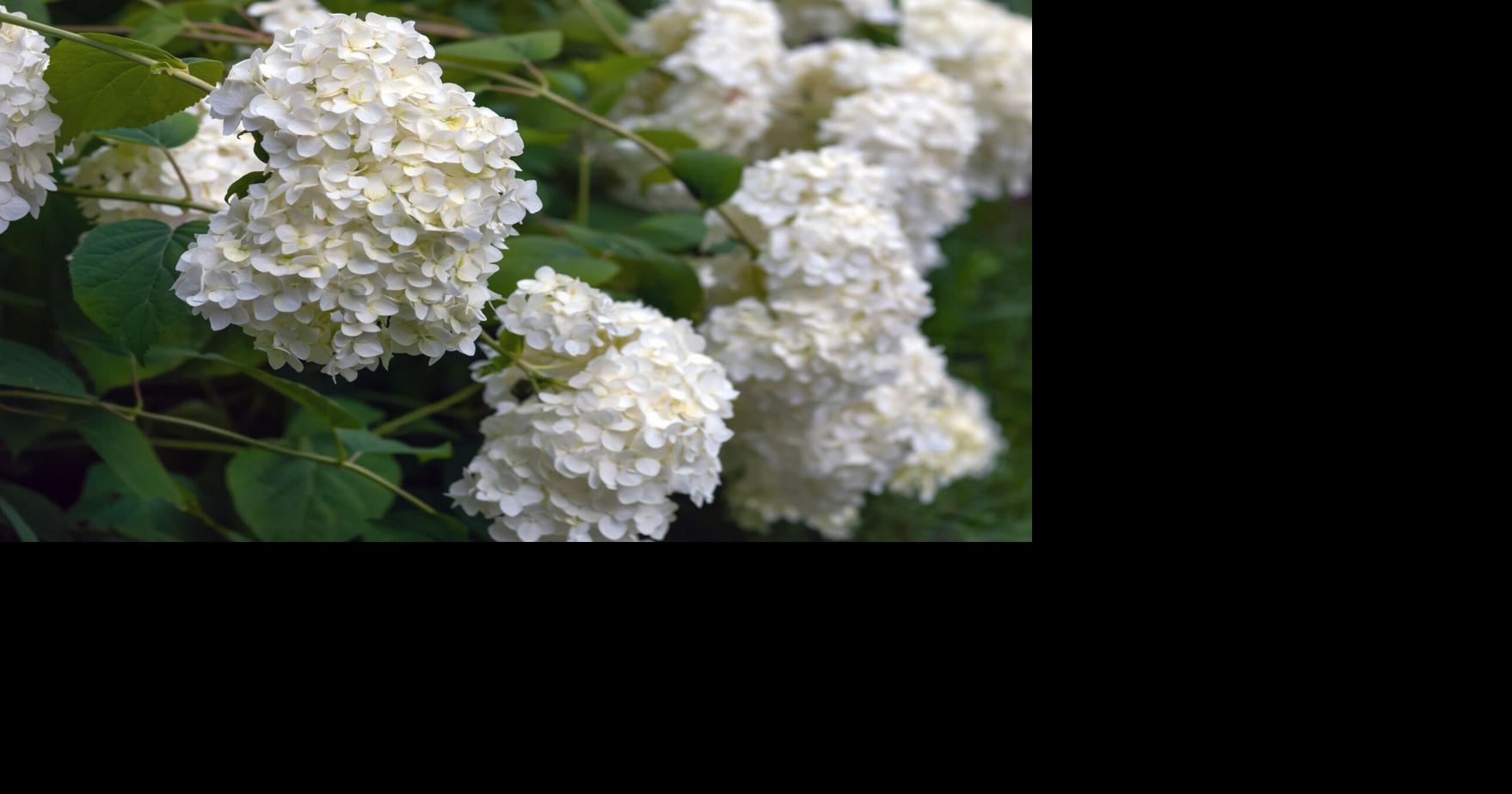Easy shrubs for the new gardener | Columnists | paducahsun.com