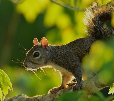 PADNWS-08-23-25 SQUIRREL_SEASON Backlit gray squirrel.jpg