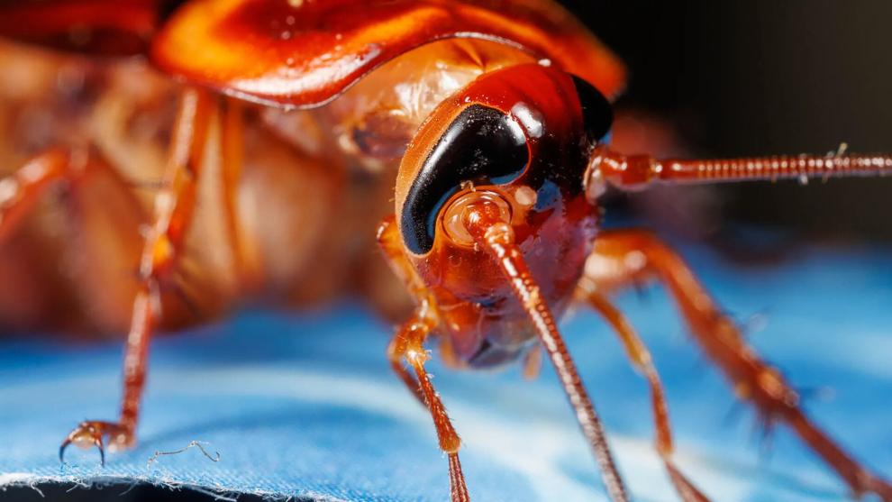 UK study finds essential oil sprays offer little lasting cockroach control