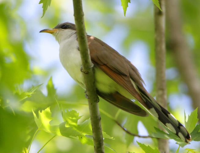 Yellow-billed cuckoo