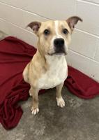 Pet of the Week: Brando