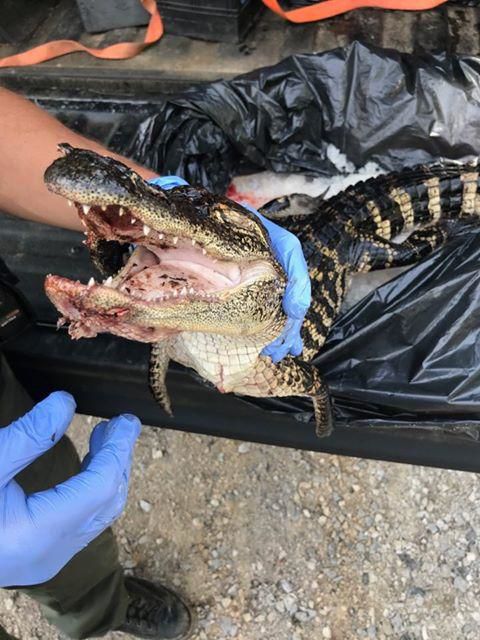 Gator removed from Kentucky Lake